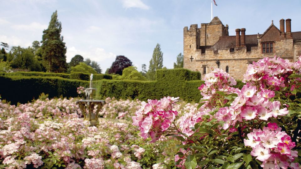 Rosen vor Leeds Castle