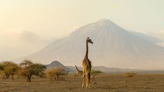 Giraffen in Ngorongoro vor Ol Doinyo Lengai