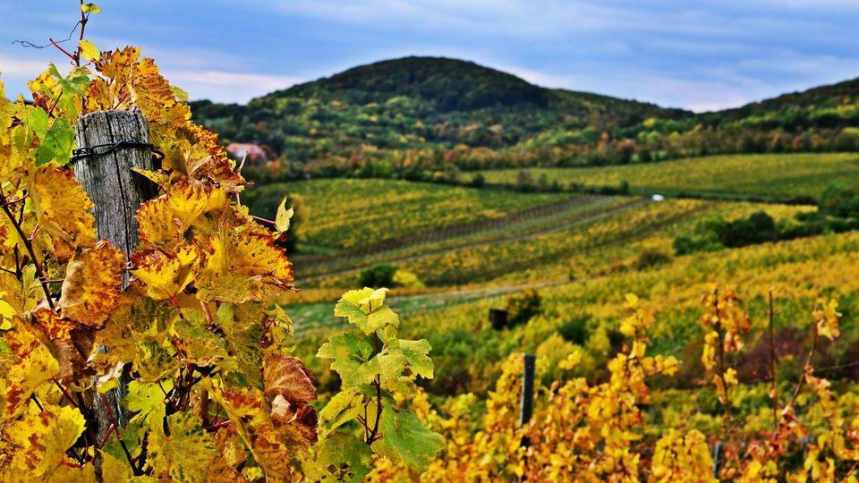 Kahlenberg Weingüter