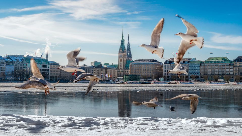 Hamburg Alster im Schnee / Winter mit Möwen und blauem Himmel 