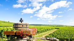Weinberge der Côte de Beaune