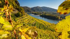 Blick auf die Donau mit Weinbergen im Herbst, Wachau