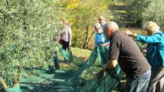 Event Oliven Ernte