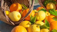 Orangen und Zitronen ©siculodoc, AdobeStock Orangen und Zitronen