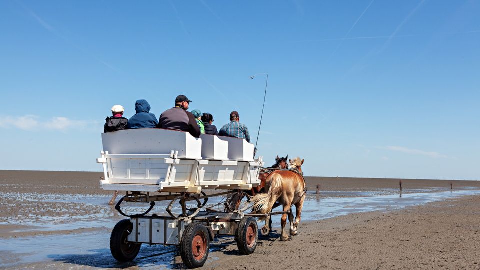 Cuxhaven Kutschfahrt durchs Watt