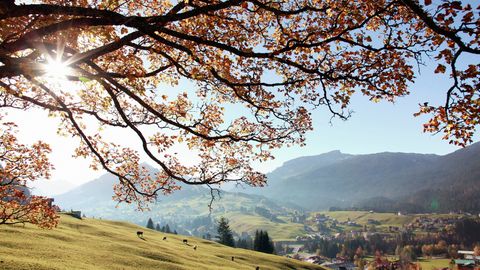 Kleinwalsertal mit Blick Ifen