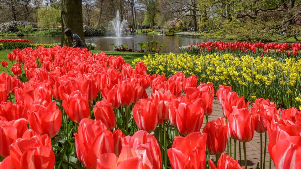 Tulpen und Narzissen vor Springbrunnen