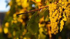 Weinregion Wachau