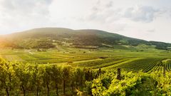 Wienerwald Gumpoldskirchen Weingärten