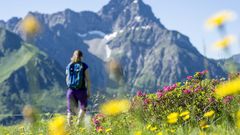 Alpenrosen beim Wandern auf dem Widderstein