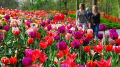 Keukenhof