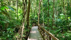 Daintree Nationalpark