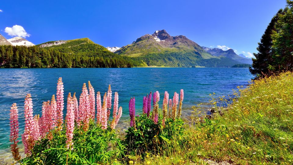 Lupinen am Silsersee im Engadin