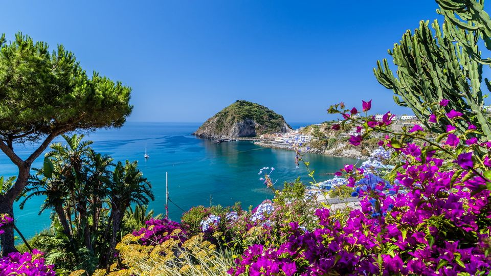 Ischia mit Bougainvillea im Vordergrund