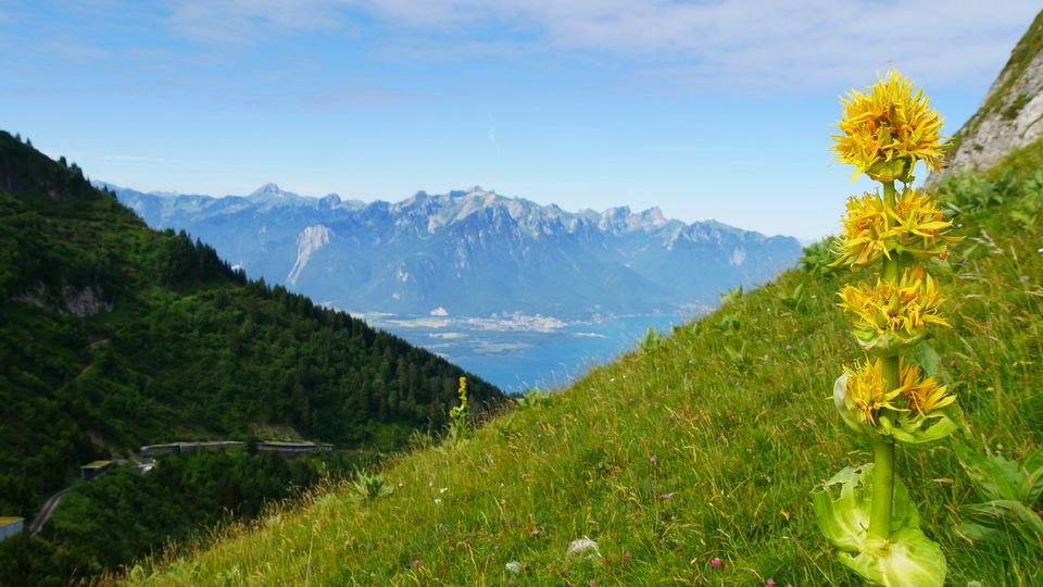 Montreaux, Claire Falconer