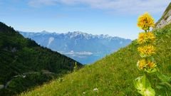 Montreaux, Claire Falconer