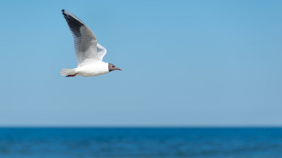 Möwe fliegend vor Horizont