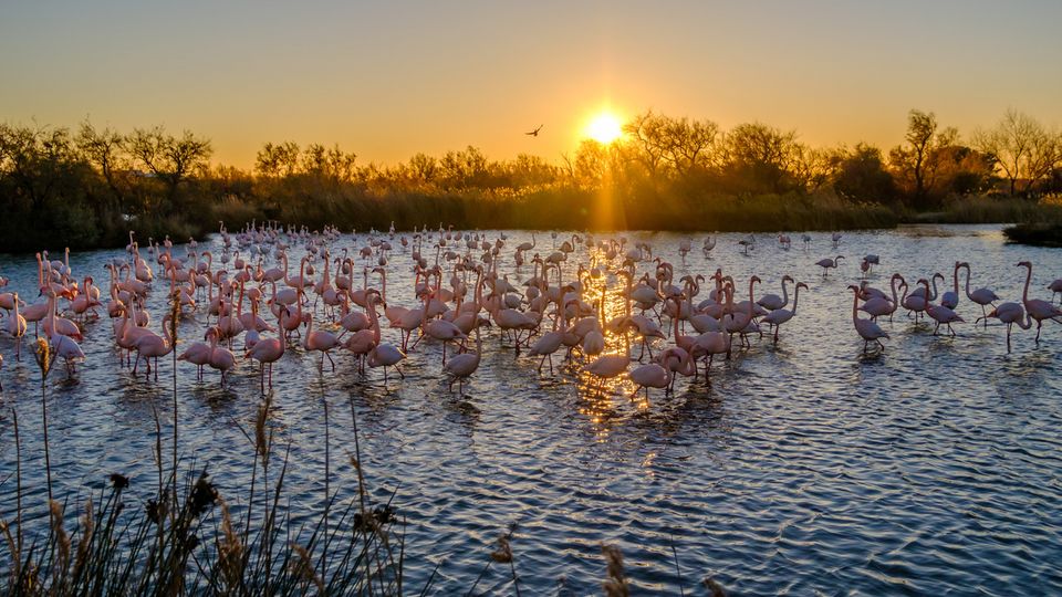 Flamingos in der Camargue