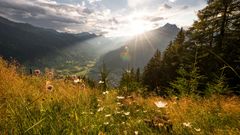 Almwiese bei Matrei in Osttirol