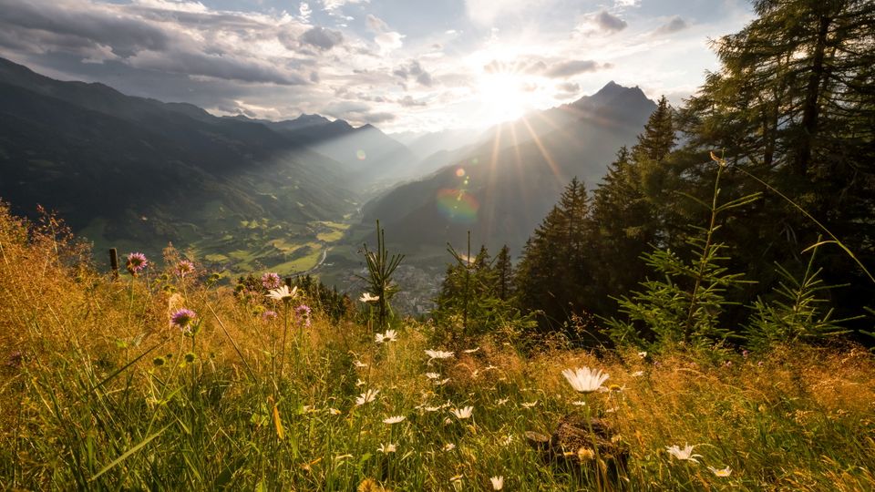 Almwiese bei Matrei in Osttirol