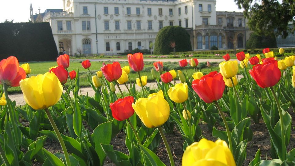 Lednice Tulip Gardens