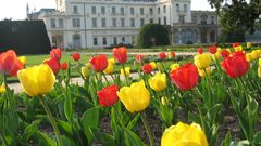 Lednice Tulip Gardens