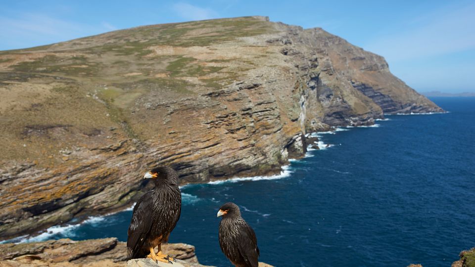 Falklandkarakara, West Point, Falklandinsel