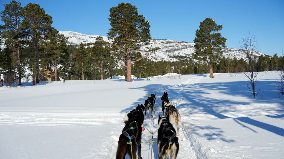 Sibirische Husky Schlittenhunde in Alta Norwegen im Winter