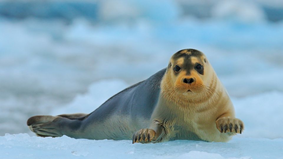 Willkommen auf Island 