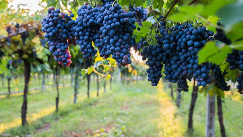 Bardolino Wein