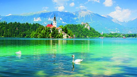Schwäne vor der Insel Bled