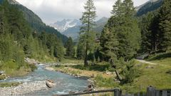 Zirbenwald Defereggental ©Osttirol Werbung-Isep