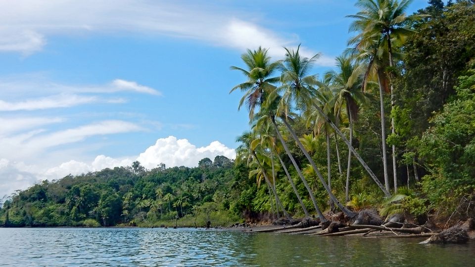 Palmen im Golfo Dulce, Costa Rica