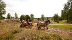 Kutschfahrt durch die Lüneburger Heide