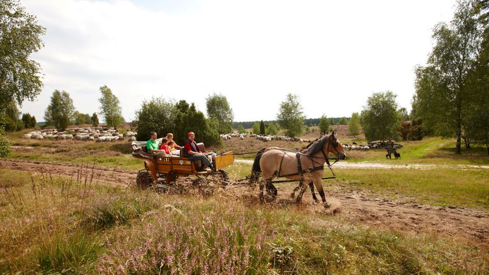 Kutschfahrt durch die Lüneburger Heide