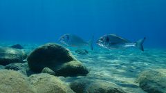 Dorade im Wasser