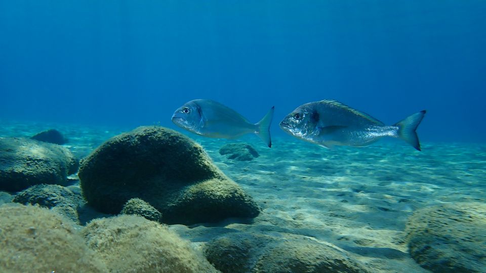 Dorade im Wasser